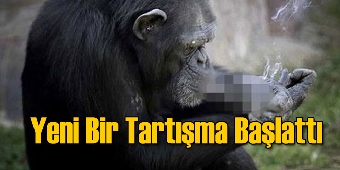 Günde Bir Paket Sigara İçen Şempanze Tartışma Başlattı
