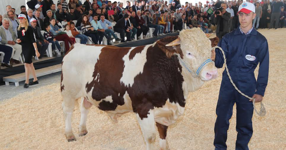 Güzeller görücüye çıkıyor