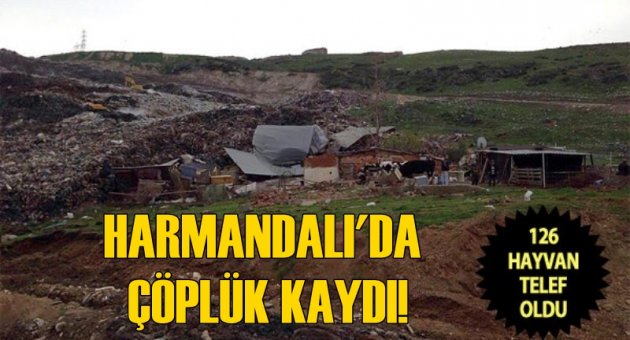 Harmandalı çöplüğü kaydı; 126 hayvan telef oldu
