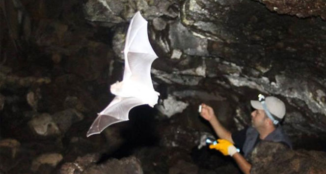 Hatay'da Nesli Tükenen 3 Yarasa Bulundu