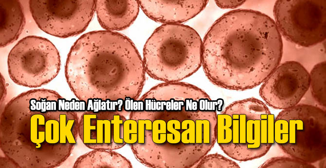 Hayata Dair Birbirinden İlginç Bilgiler