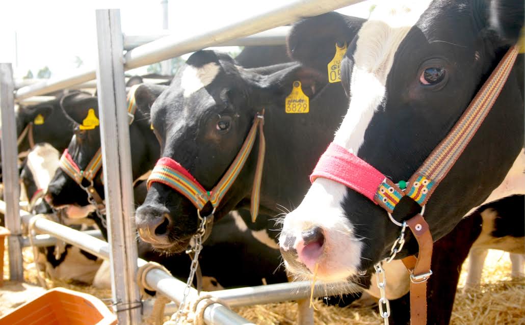 Hayvancılık sektörü Kuşadası’nda zirve yapacak