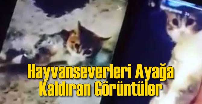 Hayvanseverleri Ayağa Kaldıran Görüntüler!