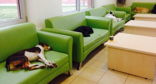 Her köpeğe bir kanepe