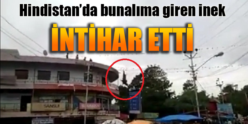Hindistan'da bunalıma giren inek intihar etti