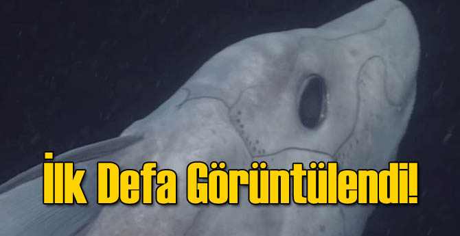 İlk Defa Görüntülendi