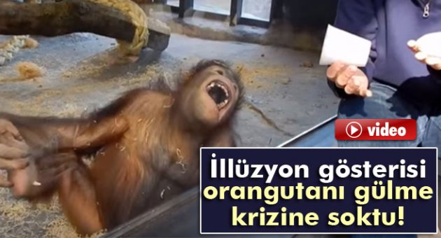 İllüzyon gösterisi orangutanı gülme krizine soktu