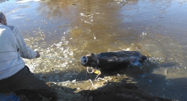 İneklerin buzla imtihanı ağır oldu