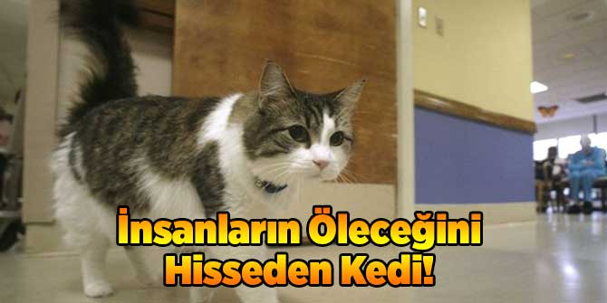 İnsanların Öleceğini Hisseden Kedi!