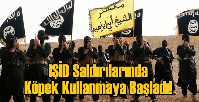 IŞİD Bomba Yüklü Köpekle Saldırmış!