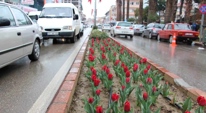 İstanbul’un laleleri Ödemiş’te açtı