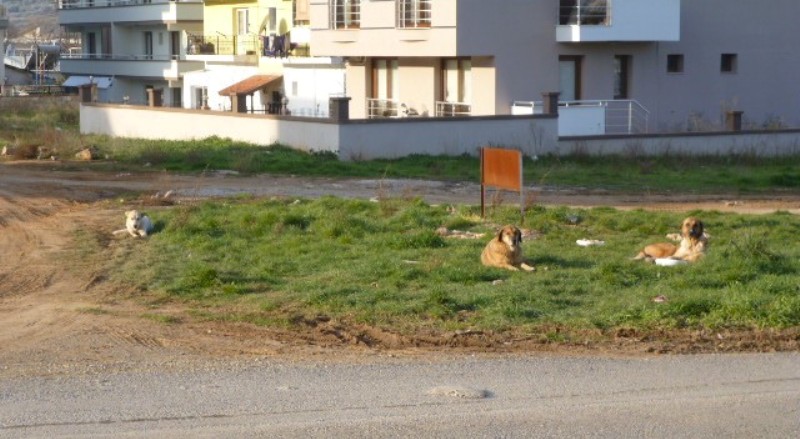 İzmir'de hayvan katliamı!