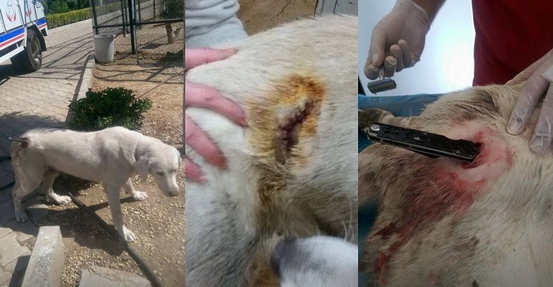 İzmir'de köpeklere akılalmaz işkence!