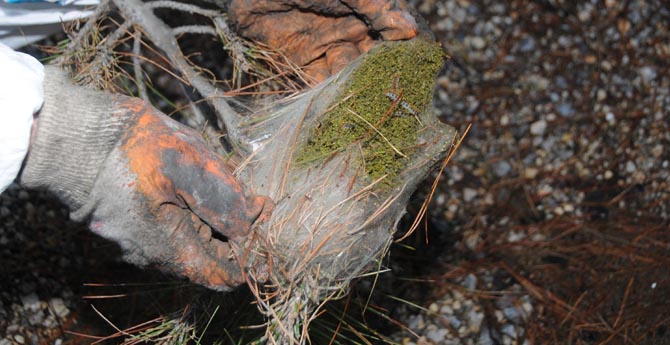 İzmir'de Kese Tırtılı Operasyonu