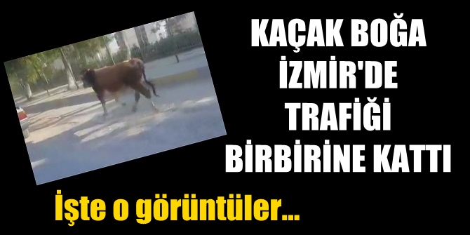 KAÇAK BOĞA İZMİR'DE TRAFİĞİ BİRBİRİNE KATTI