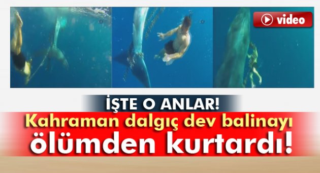 Kahraman dalgıç dev balinayı ölümden kurtardı