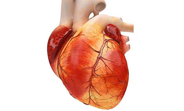 Kalp atışlarını düzenleyen hücreler