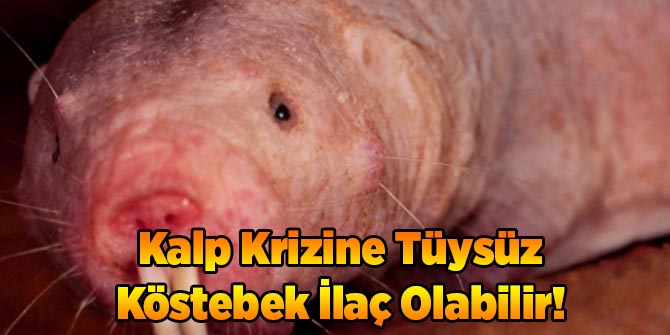 Kalp Krizine Tüysüz Köstebek İlaç Olabilir!