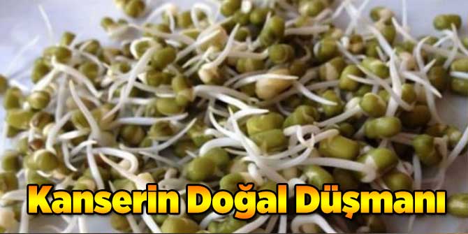 Kanserin Doğal Düşmanı!