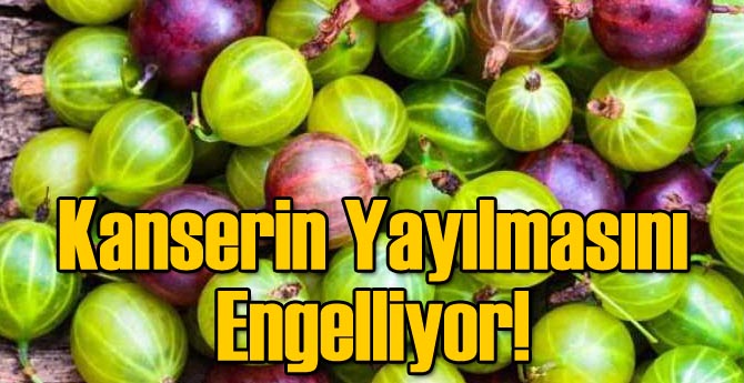 Kanserin Yayılmasını Önlüyor!