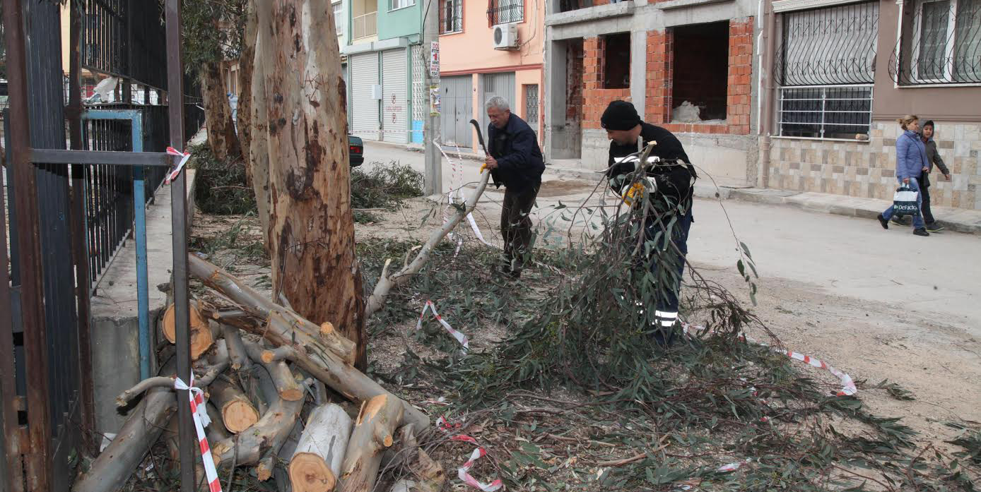 Karabağlar’da okullardaki ağaçlar budanıyor
