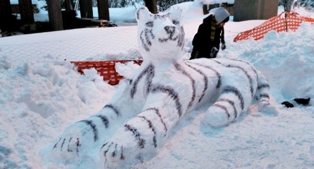 Kardan kaplana büyük ilgi