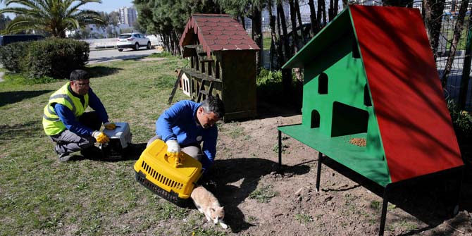 Karşıyaka'da evsiz kedi kalmayacak
