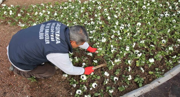 Karşıyaka’ya 200 bin kış çiçeği