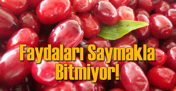 Kızılcığı Faydaları Saymakla Bitmiyor