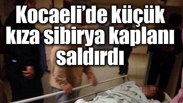 Kocaeli'de küçük kıza 'Sibirya Kaplanı' saldırdı!
