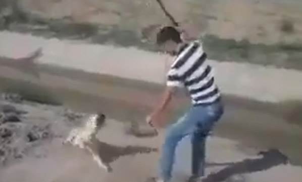Köpeği Sopayla Öldüren Şahsa Büyük Tepki