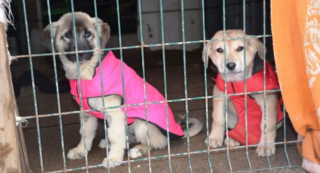 Köpekler üşümesin diye elbise giydirdiler