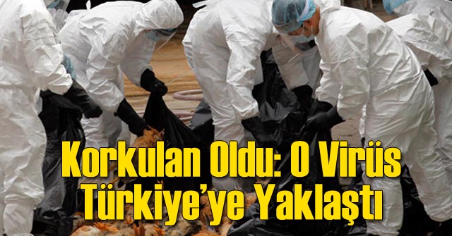 Korkulan Oluyor: Kuş Gribi Türkiye Yaklaşıyor