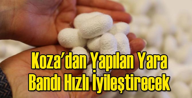 Koza'dan Yapılan Yara Bandı Hızlı İyileştirecek