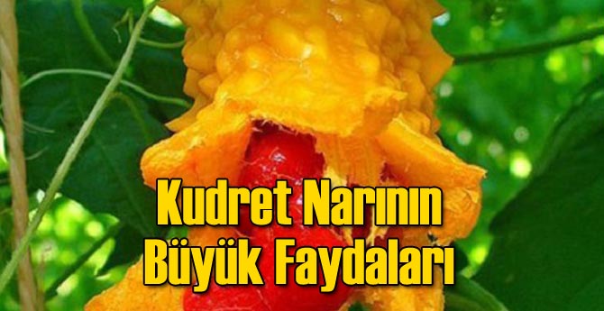 Kudret Narının Büyük Faydaları