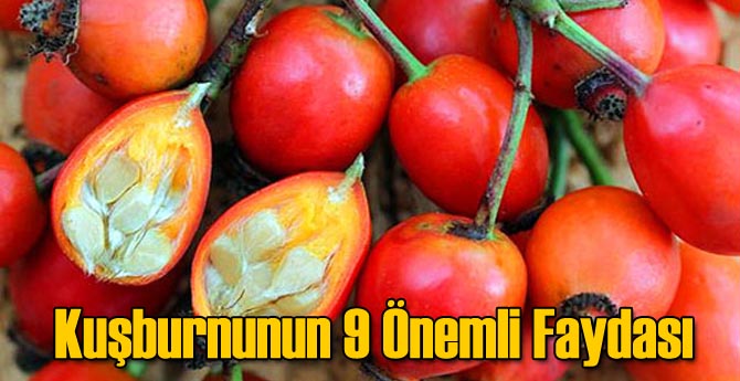 Kuşburnunun 9 Önemli Faydası