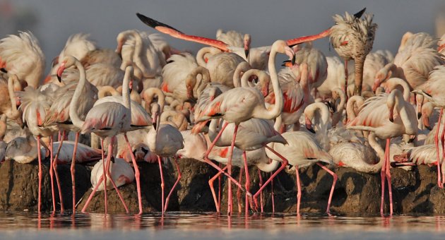 Kuş Cenneti’nden tanıtım atağı