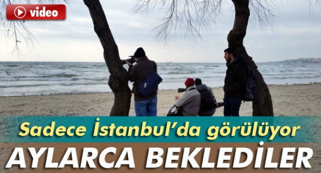 Kuş fotoğrafçıları İstanbul'a akın etti