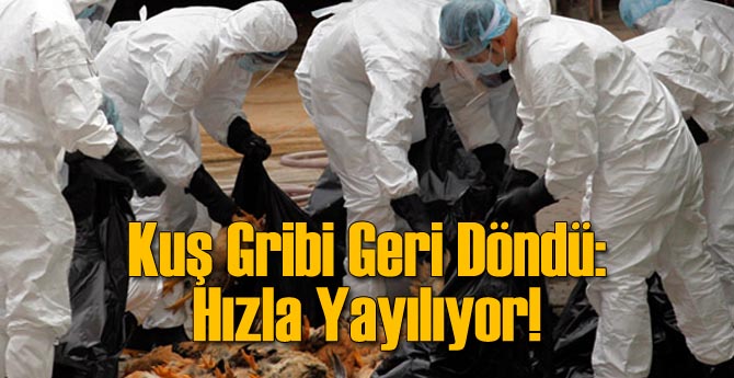 Kuş Gribi Hortladı! Yayılıyor!