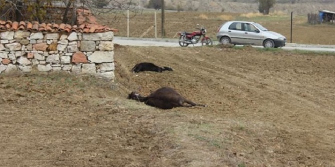 Kütahya'da eşek katliamı!