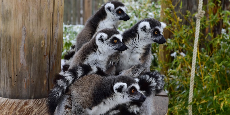 Madagaskar’da doğdu, İzmirli oldu