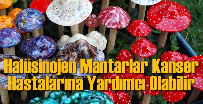 Mantarlar Kanser Hastalarına Yardımcı Olabilir