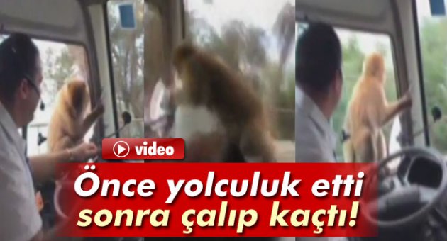 Maymun usta hırsızlara taş çıkarttı