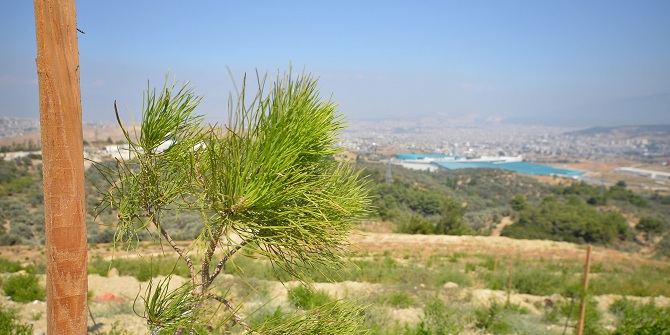 Moloz alanıydı, orman oldu