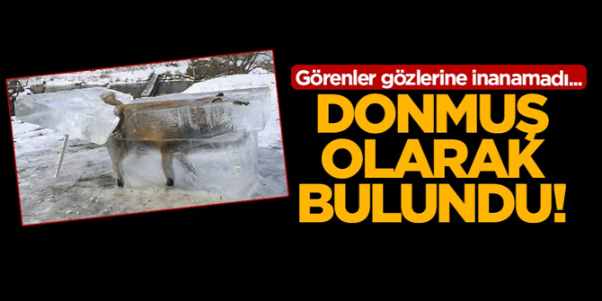 Nehire düşen tilki bu şekilde bulundu!