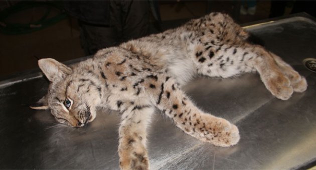 Nesli tükenmekte olan vaşak kurtarılamadı