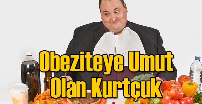 Obeziteye Umut Olan Kurtçuk