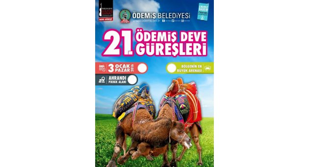 ÖDEMİŞ'TE 21. DEVE GÜREŞLERİ