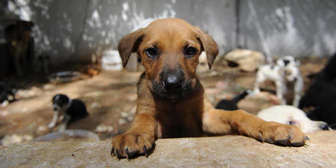 Ödemiş Belediyesi’nden Yerel Hayvan Koruma Görevlisi Eğitim Semineri