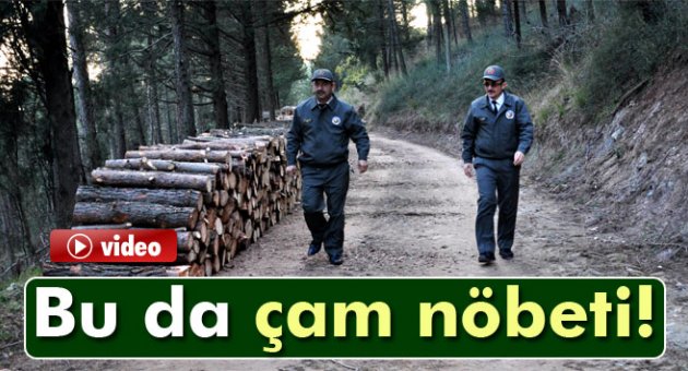 Orman memurları çam nöbetinde